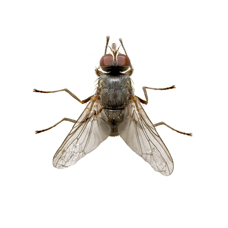 Horn fly discount